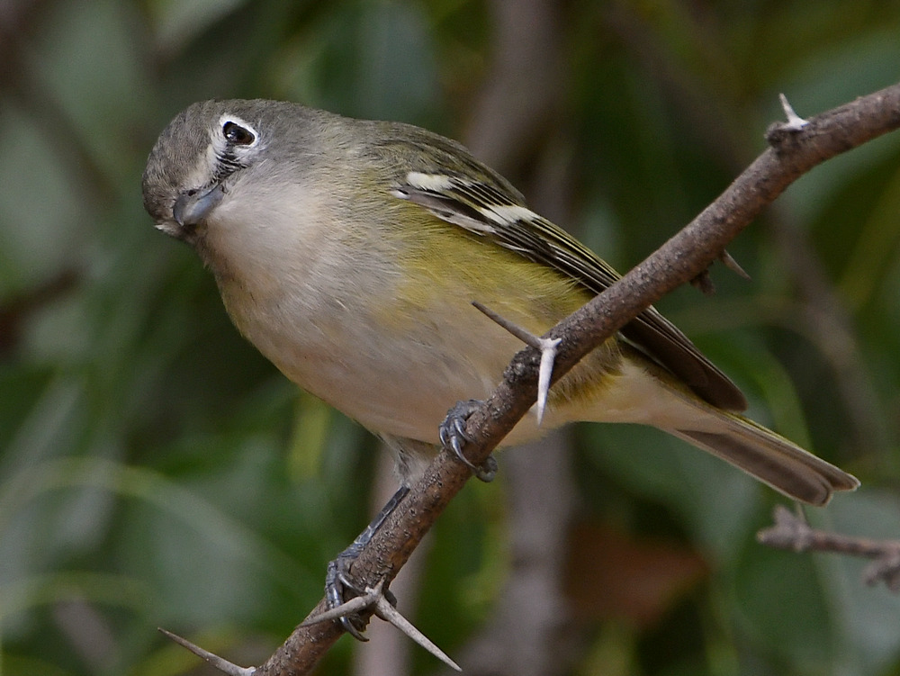 CassinsVireo.jpg