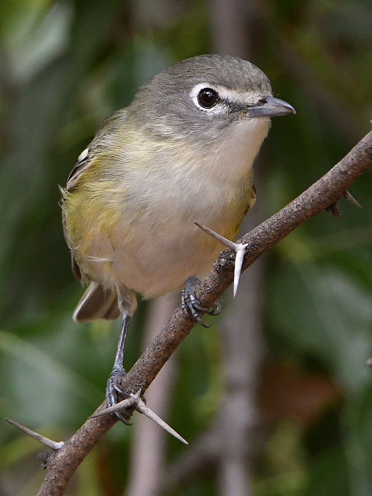 CassinsVireo3.jpg