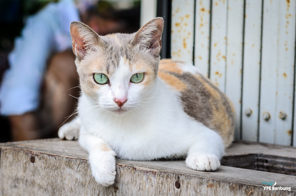 cat-1.jpg