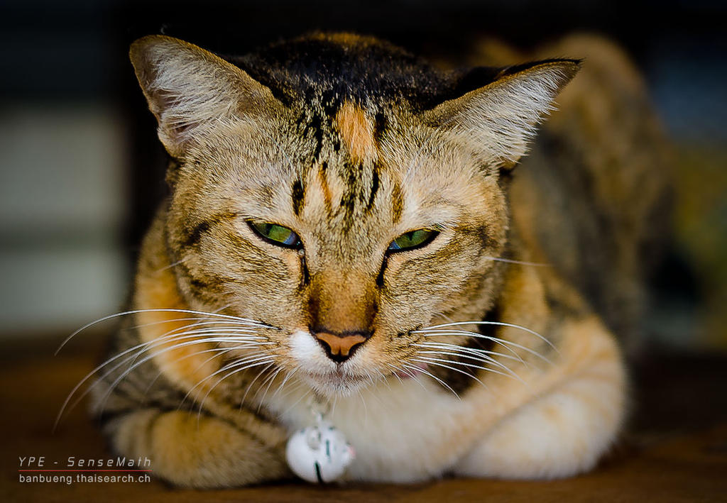 cat-1.jpg