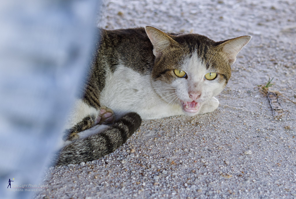 cat-1.jpg