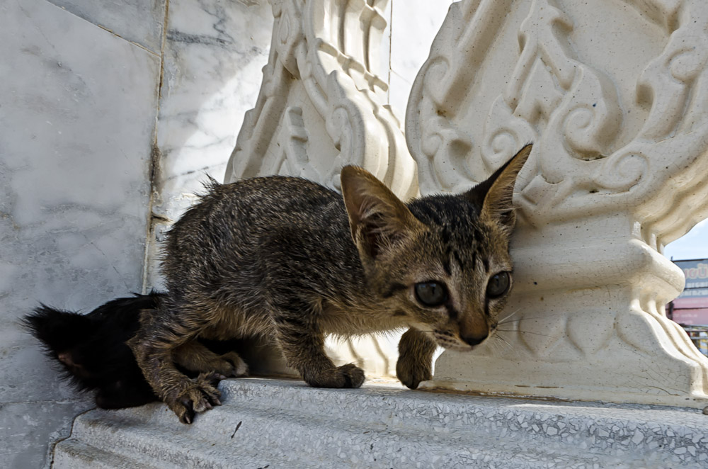 cat-1.jpg