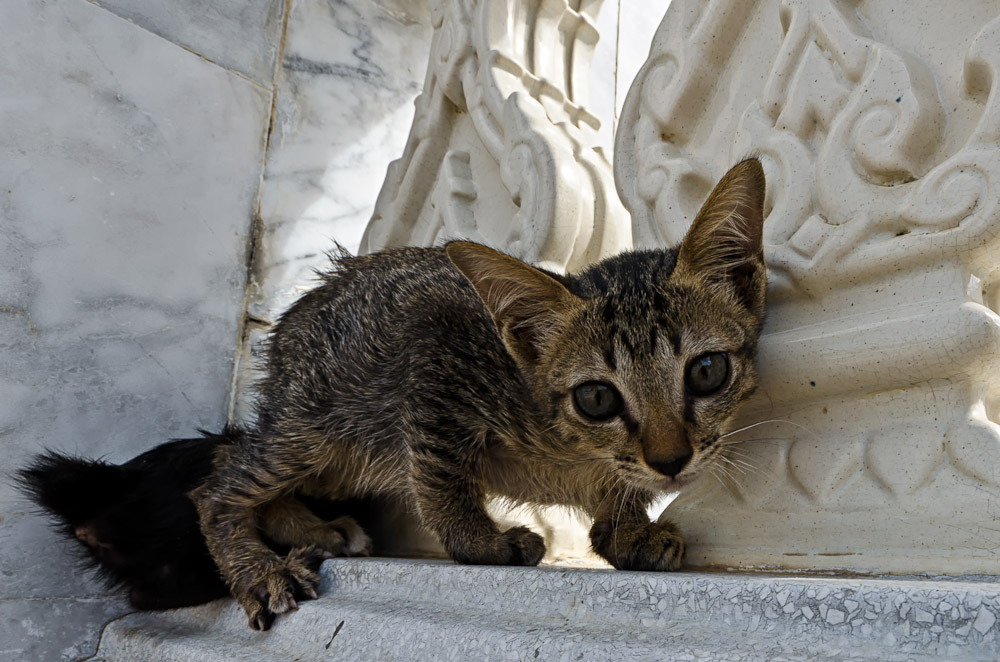 cat-2.jpg