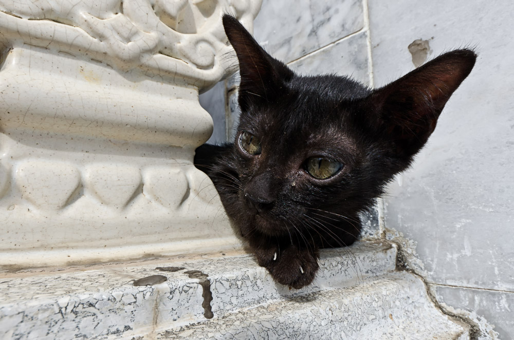 cat-6.jpg