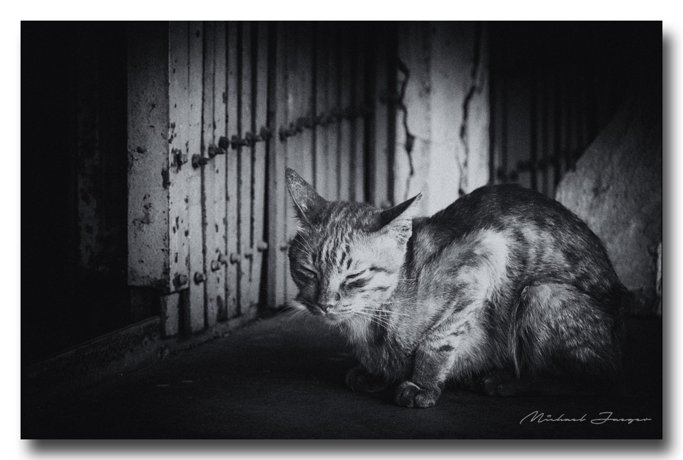 cat-bw-ype-banbung.jpg