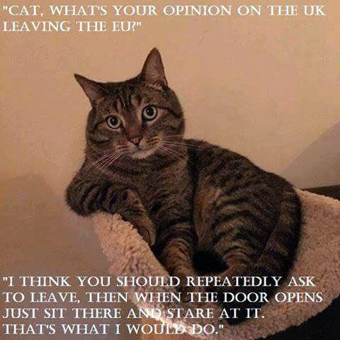 cat EU.jpg