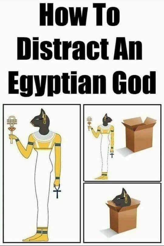 cat.jpg