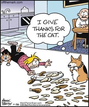 cat.jpg