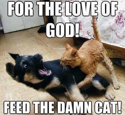 cat.jpg