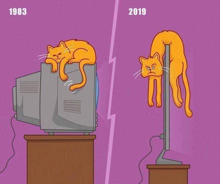 cat.jpg