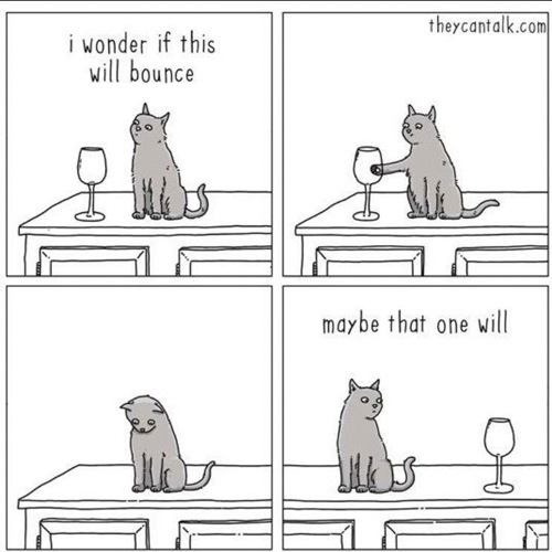 cat.jpg
