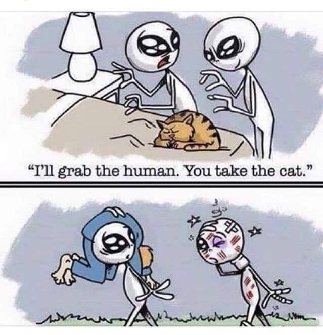 cat.jpg