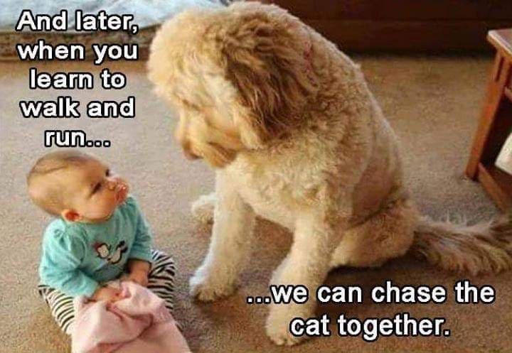 cat.jpg