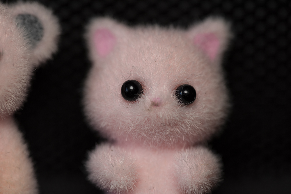 Cat.jpg