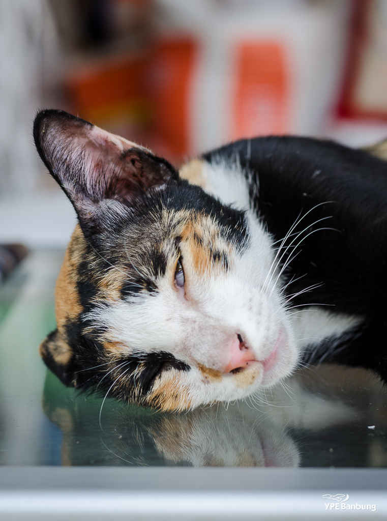 cat-looking-at-me-1.jpg