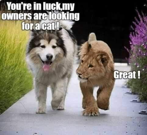 cat.png