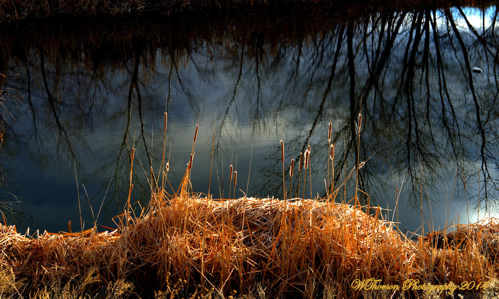 Cat Tails on Pond.jpg