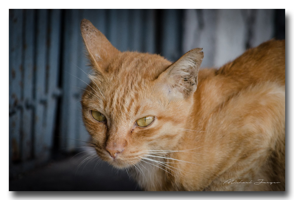 cat-ype-banbung (2).jpg