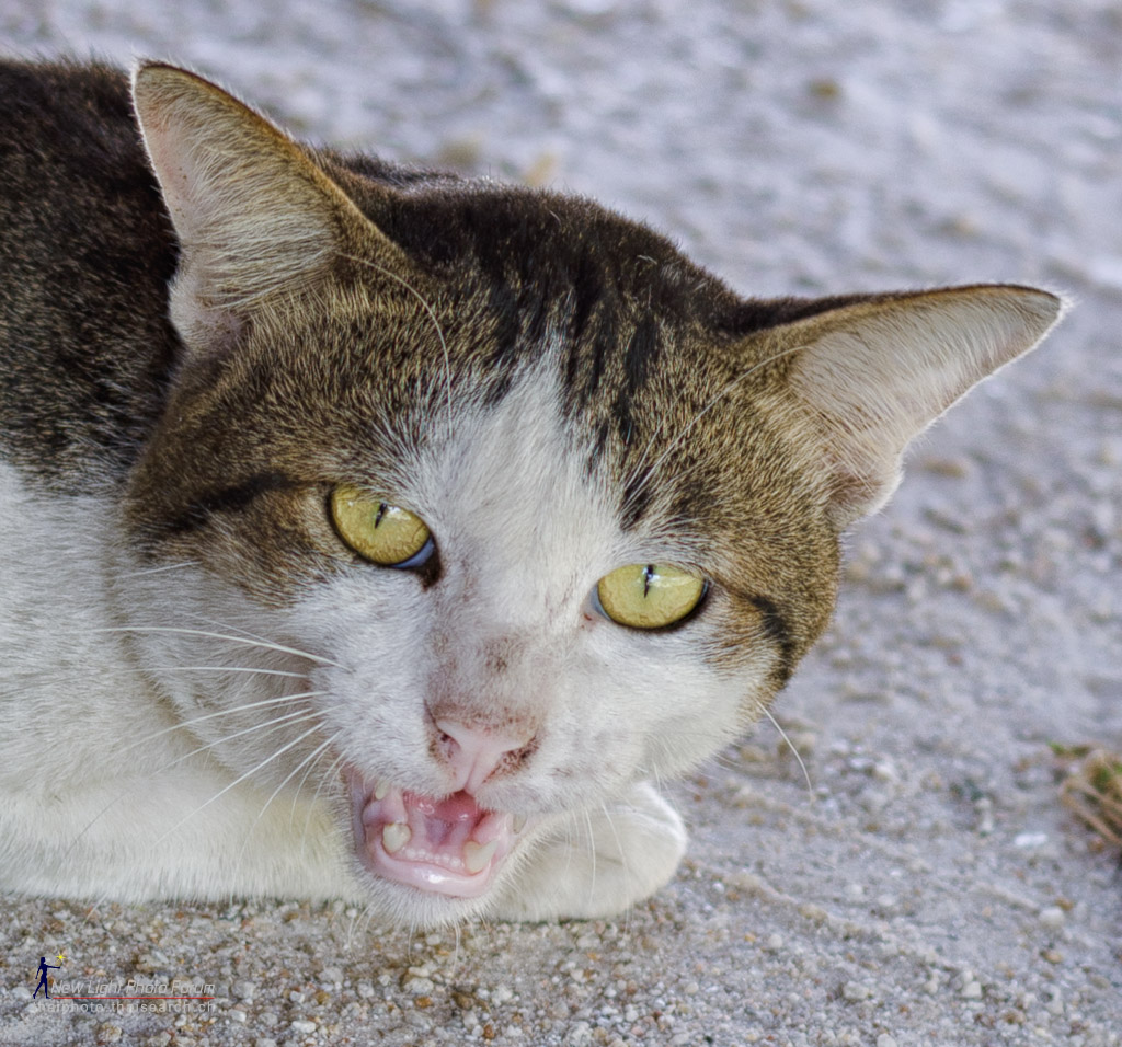 cat1-1.jpg