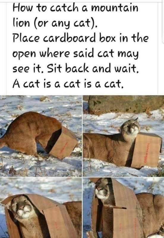 cat2.jpg