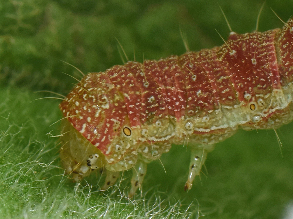 Catapillar.jpg