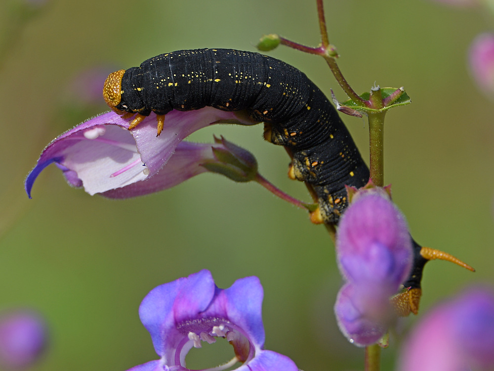 Catapillar.jpg