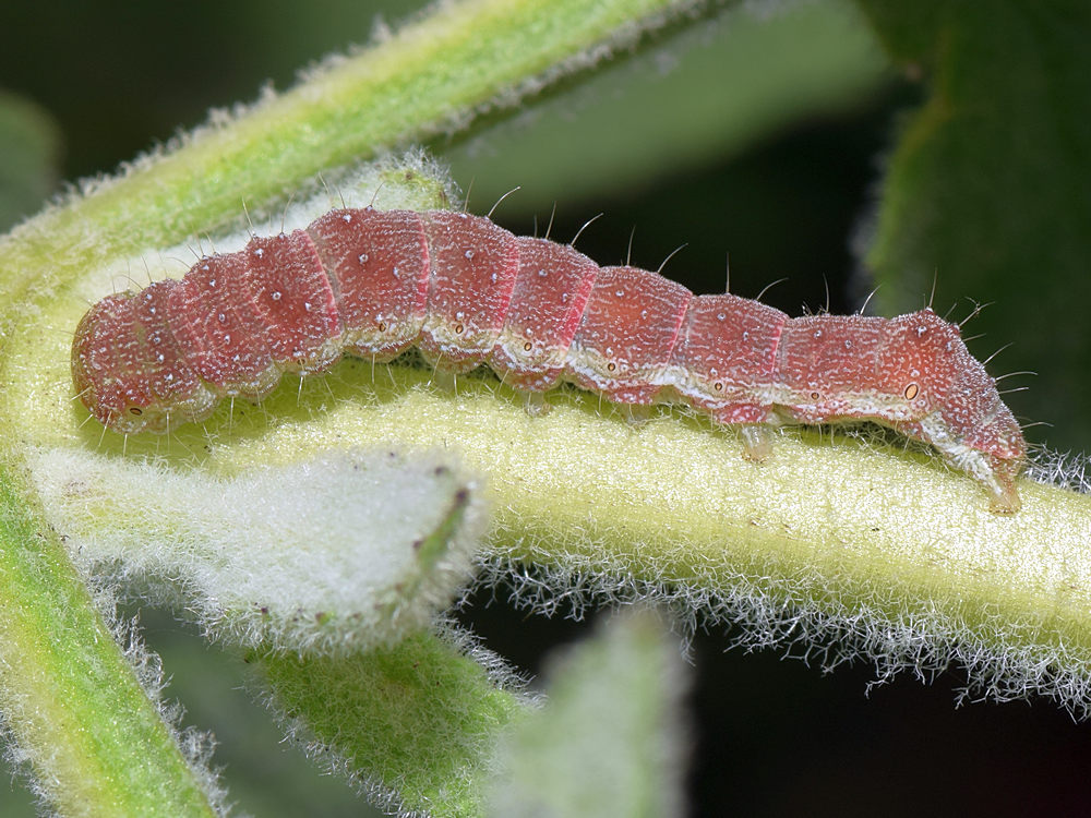 Catapillar2.jpg