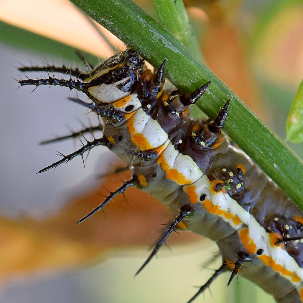 Catapillar2.jpg