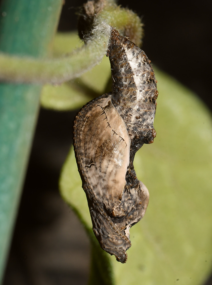 Catapillar2.jpg