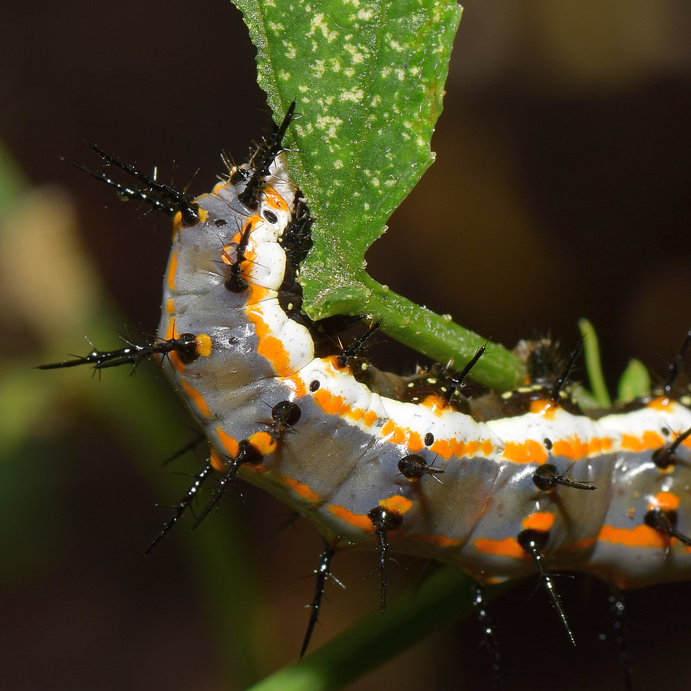Catapillar3.jpg