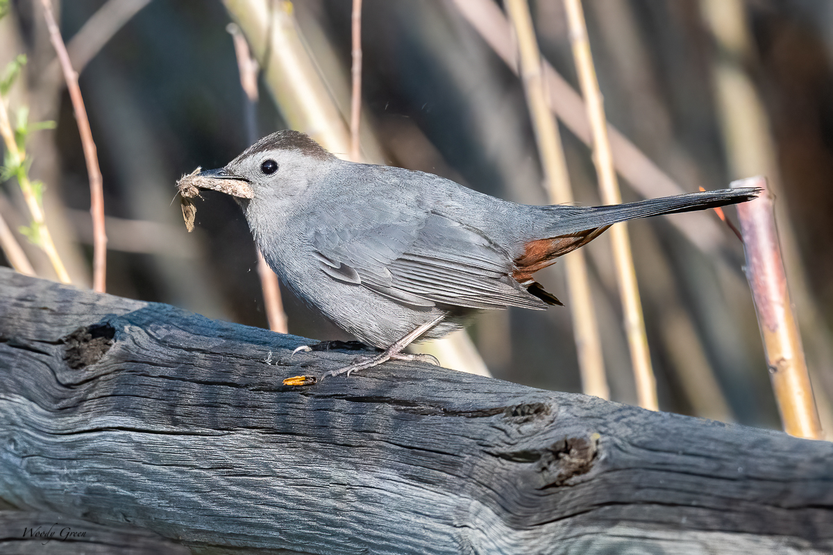 CatbirdMoth-648.jpg