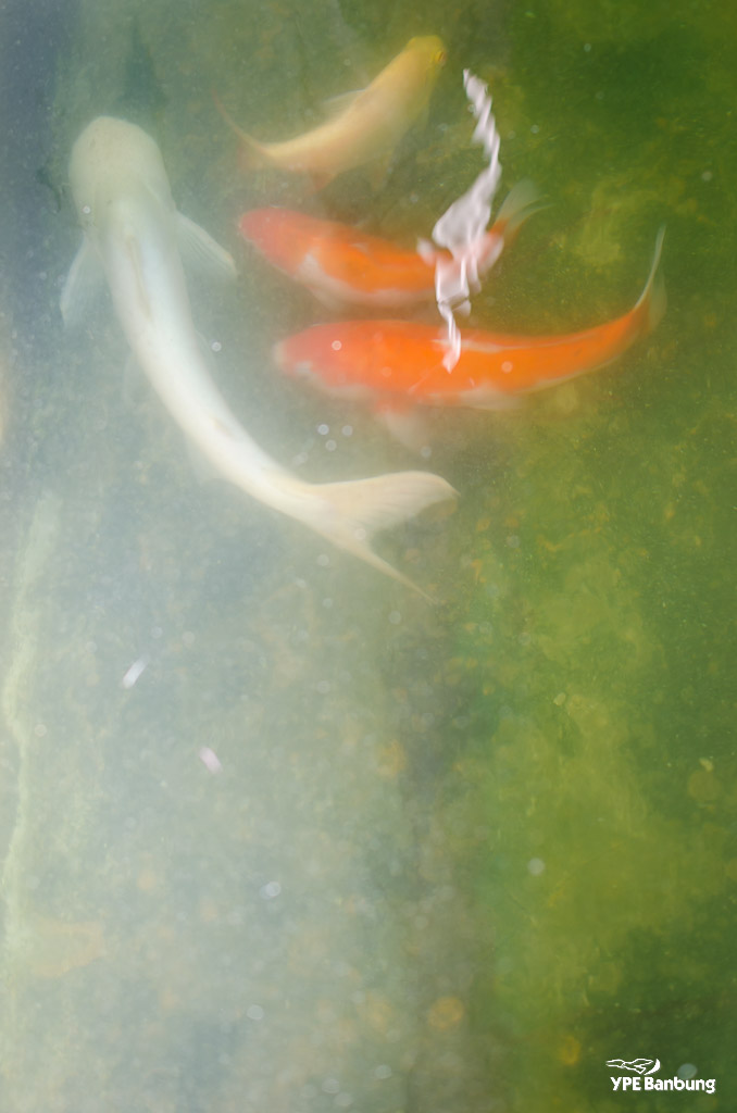 catchin-a-fish-1.jpg