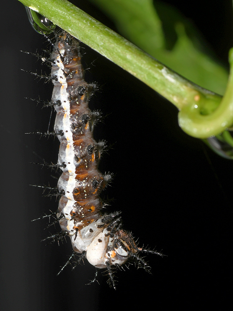 Catepillar2.jpg