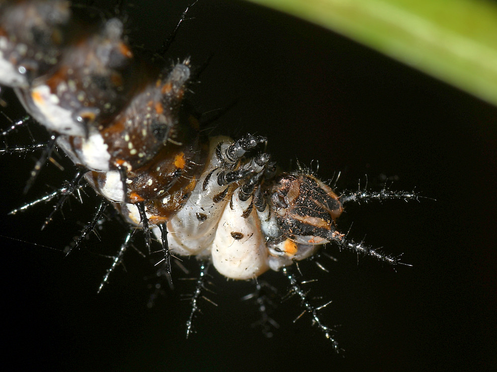 Catepillar3.jpg