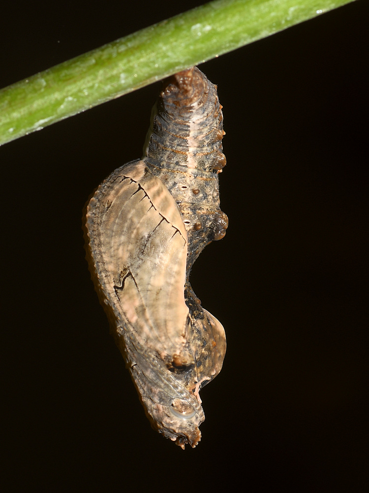 Catepillar4.jpg