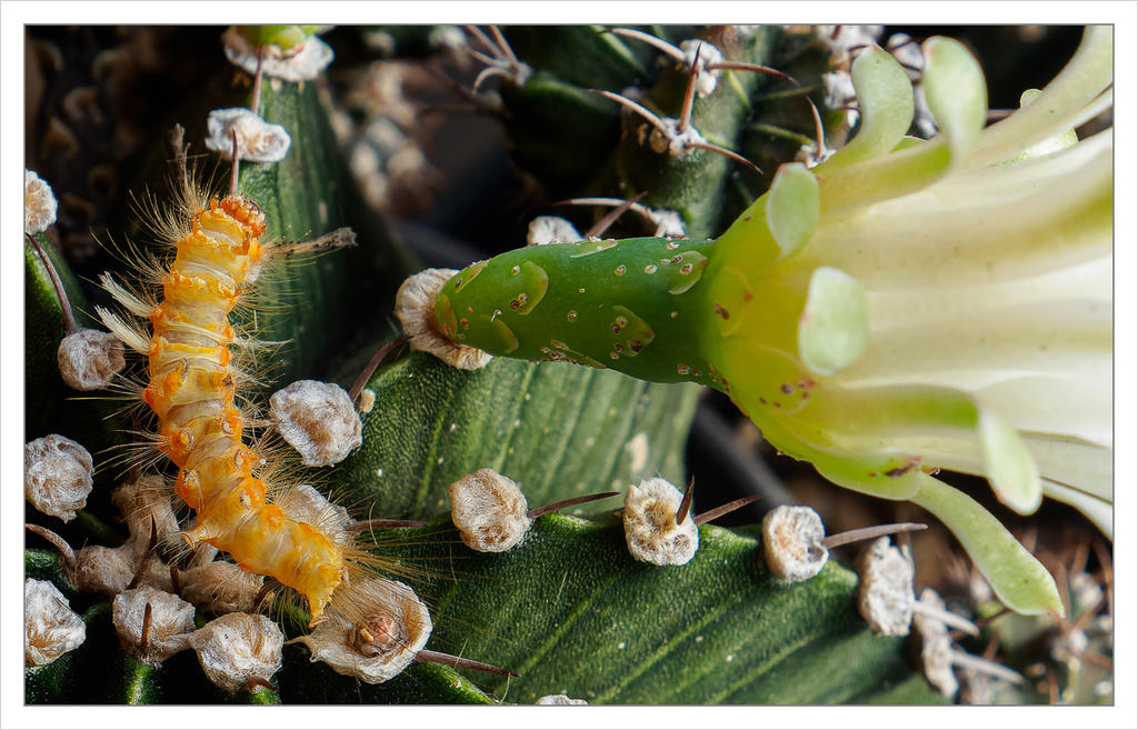 caterpillar-1.jpg