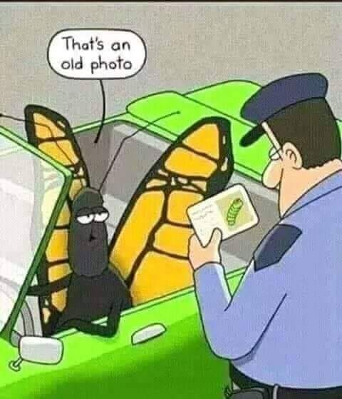 Caterpillar.jpg