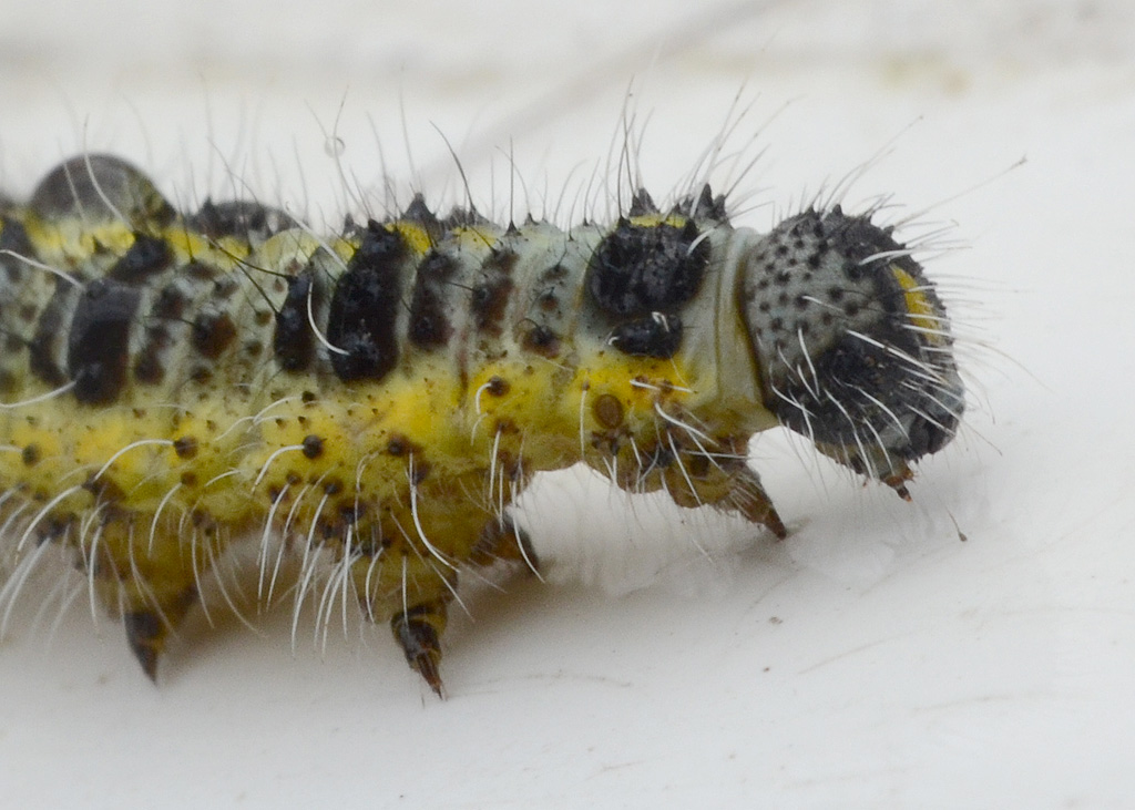 Caterpillar.jpg
