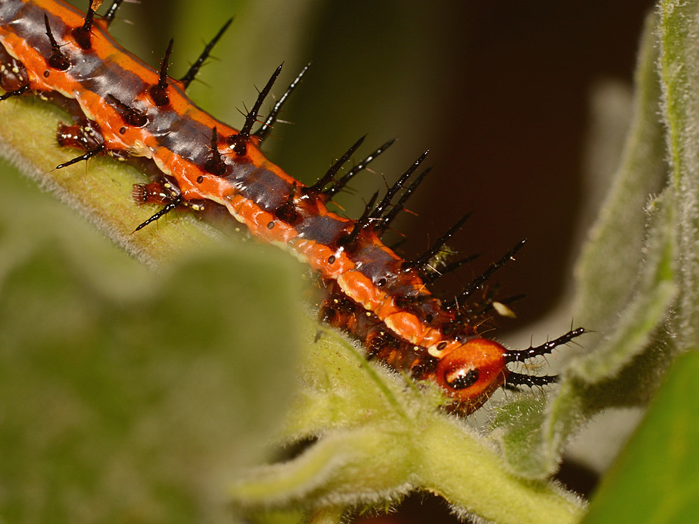 Caterpillar2.jpg