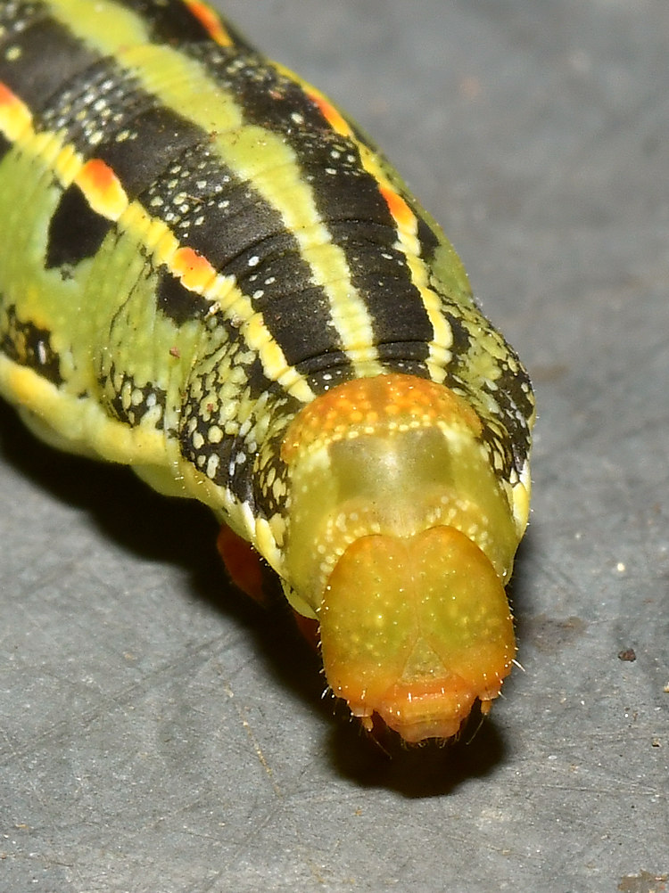 Caterpillar3.jpg