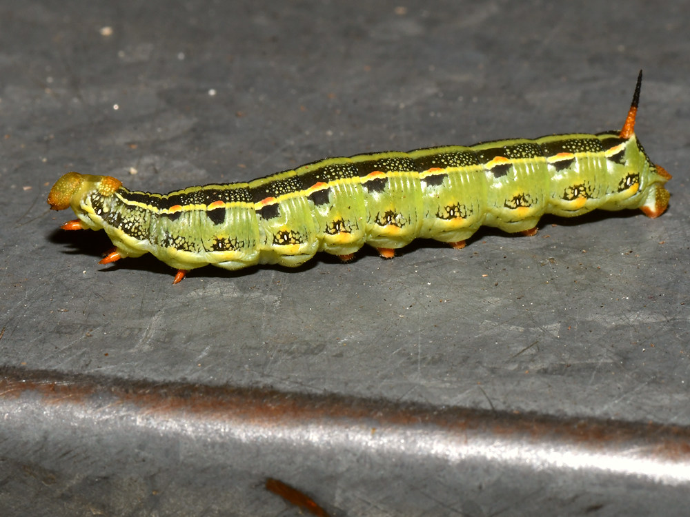 Caterpillar4.jpg