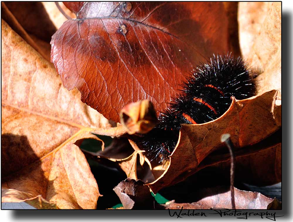 Caterpillar_01.jpg