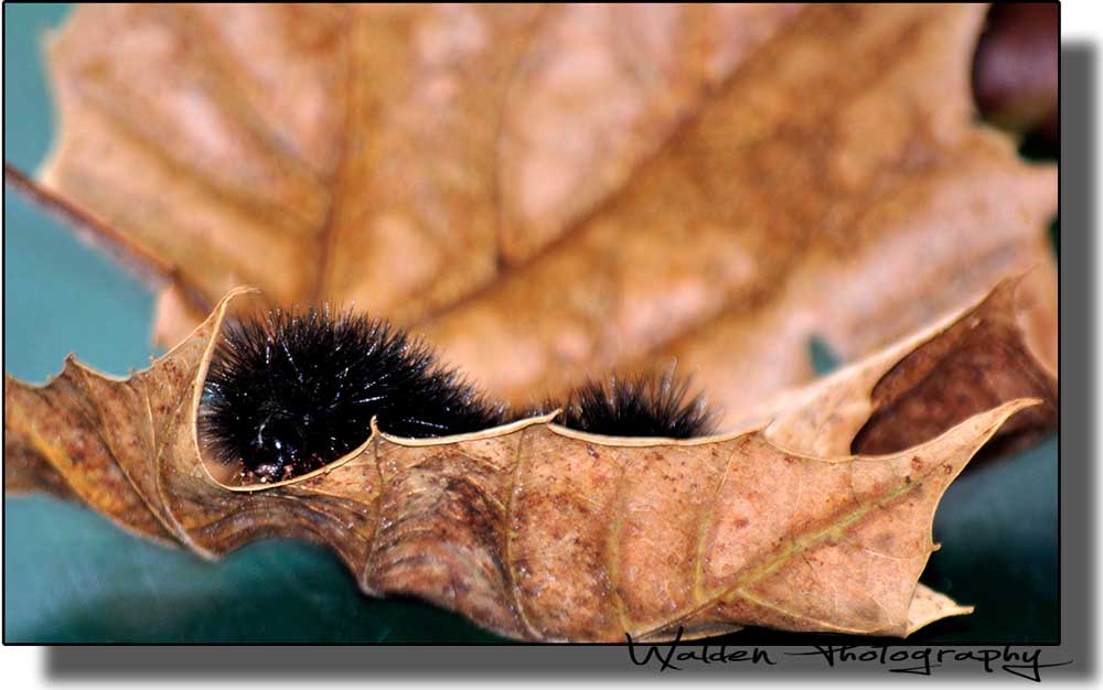 Caterpillar_02.jpg