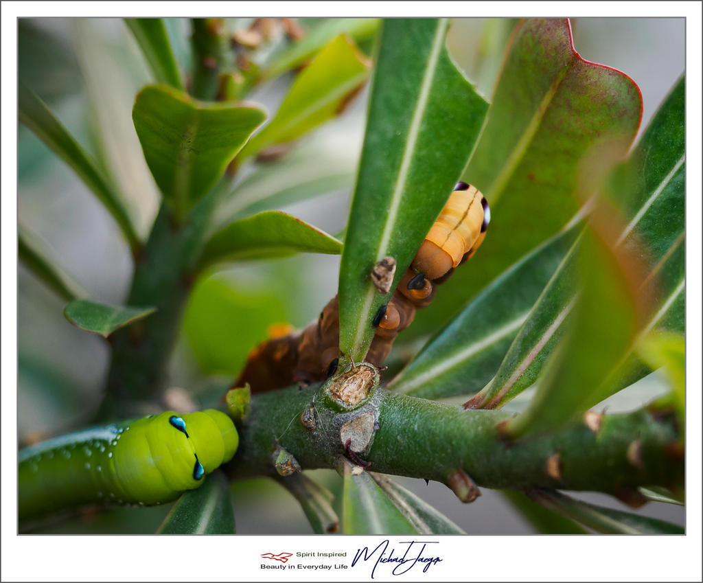 caterpillars-1.jpg