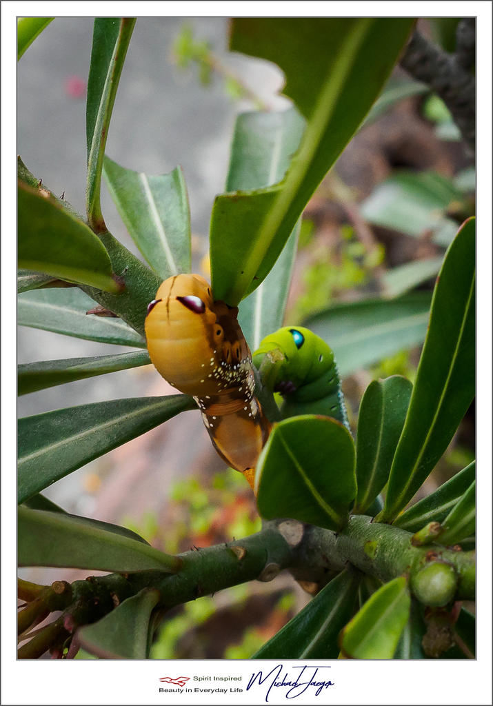 caterpillars-2.jpg
