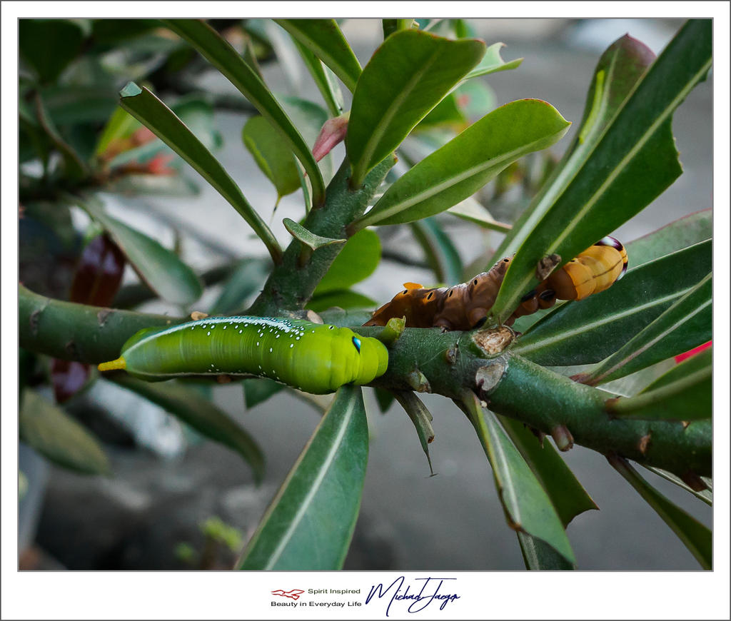 caterpillars-4.jpg