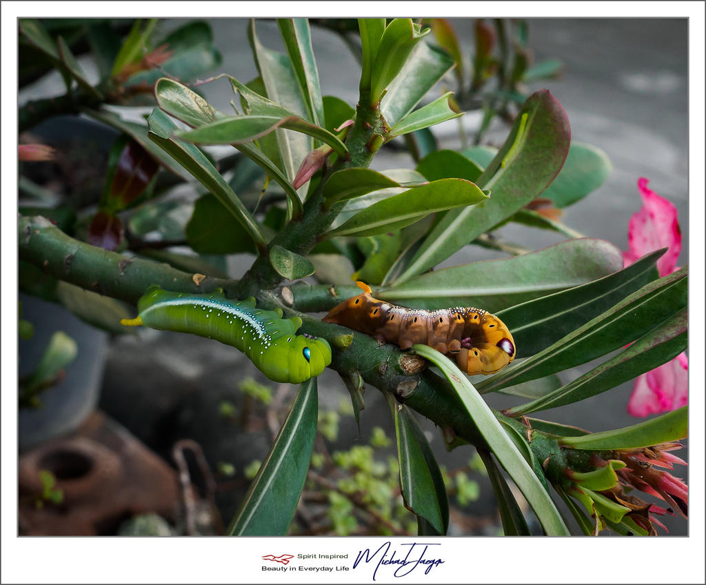 caterpillars-5.jpg