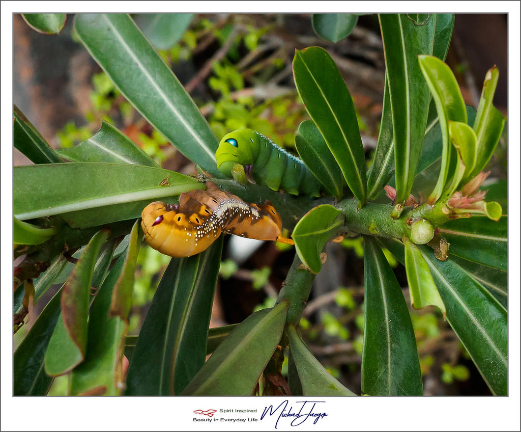 caterpillars-6.jpg
