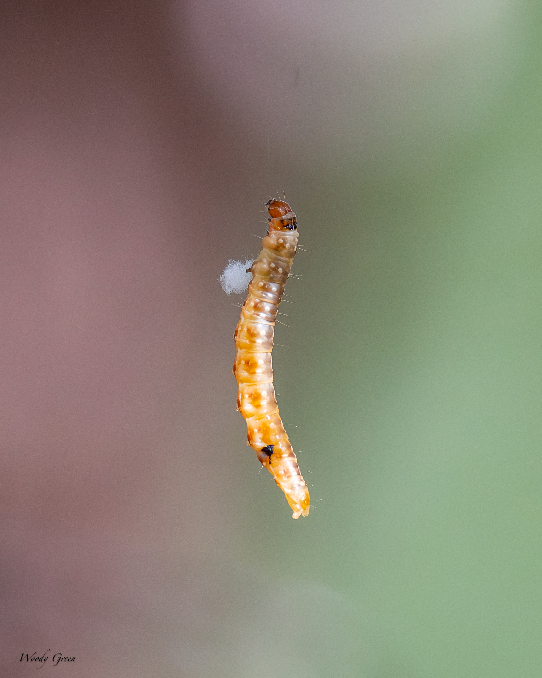 CaterpillarString-55.jpg