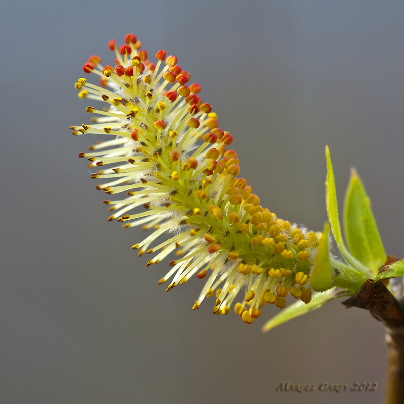 Catkin.jpg